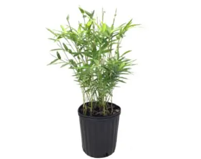 Indocalamus tessellatus (Giant Leaf Bamboo)